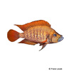Altolamprologus compressiceps 'Red Fin' Compressed Cichlid Red Fin