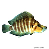 Altolamprologus compressiceps Compressed Cichlid