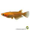 Oryzias latipes 'Orange' Orange Japanese Ricefish