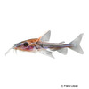Nemadoras elongatus Slender Thorny Catfish