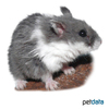 Phodopus campbelli Campbell's Hamster Panda-Grey