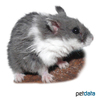 Phodopus campbelli Campbell's Hamster-Panda grey