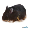 Phodopus campbelli Campbell's Hamster-Black