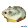 Phodopus sungorus Djungarian Hamster-Sapphire