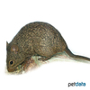 Arvicanthis niloticus African Grass Rat