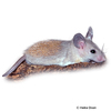 Acomys dimidiatus Eastern Spiny Mouse