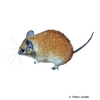 Acomys russatus Golden Spiny Mouse