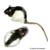 Rattus norvegicus f. dom. 'Black Hooded' Black Hooded Norway Rat
