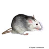 Rattus norvegicus f. dom. 'Flash' Flash Norway Rat