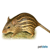 Lemniscomys barbarus Barbary Striped Grass Mouse