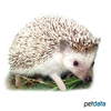Atelerix albiventris Four-toed Hedgehog