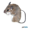 Acomys cilicicus Asia Minor Spiny Mouse