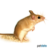 Acomys russatus russatus Golden Spiny Mouse