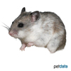 Cricetulus griseus Chinese Hamster
