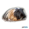 Cavia porcellus 'Long-hair' Long-haired Guinea Pig