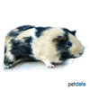 Cavia porcellus 'Straight-hair' Straight-haired Guinea Pig