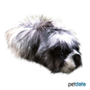 Cavia porcellus 'Rosettes Long-hair' Rosettes Long-haired Guinea Pig