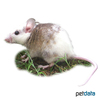Mastomys coucha Southern Multimammate Mouse