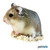 Phodopus roborovskii Desert Hamster