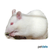 Rattus norvegicus f. dom. 'Albino' Albino Pet Rat