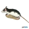 Rattus norvegicus f. dom. 'Husky' Husky Pet Rat