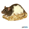 Rattus norvegicus f. dom. Pet Rat