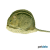 Rhabdomys pumilio Four-striped Grass Mouse