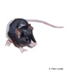 Mus musculus f. dom. 'Rump White' House Mouse Rump White