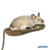Mus musculus f. dom. 'Siam Seal Point' Siam Seal Point House Mouse