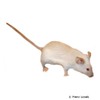 Mus musculus f. dom. 'Albino' Albino House Mouse