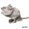 Mus musculus f. dom. 'Merle' Merle House Mouse