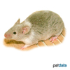 Mus musculus f. dom. 'Texel' Texel House Mouse