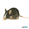 Mus musculus f. dom. 'Satin' Satin House Mouse