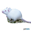 Mus musculus f. dom. 'White Albino' White Albino House Mouse