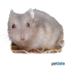 Phodopus campbelli Campbell's Hamster-Beige