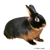 Oryctolagus cuniculus f. dom. Tan Dwarf Rabbit