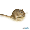 Meriones unguiculatus Brown-Agouti Gerbil