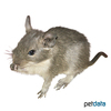 Meriones unguiculatus Grey-Agouti Gerbil