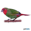 Erythrura psittacea Red-throated Parrotfinch