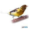 Serinus canaria var. domesticus Domestic Canary Pied ♂