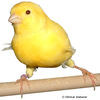 Serinus canaria var. domesticus Domestic Canary Yellow ♂