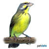 Crithagra mozambica Yellow-fronted Canary