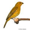 Sicalis flaveola Saffron Finch