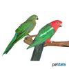 Alisterus scapularis Australian King Parrot