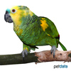 Amazona aestiva Blue-fronted Parrot