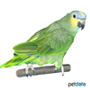 Amazona amazonica Orange-winged Parrot