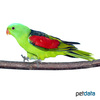 Aprosmictus erythropterus Red-winged Parrot