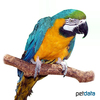 Ara ararauna Blue-and-yellow Macaw