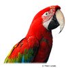 Ara chloroptera Red-and-green Macaw