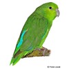 Forpus cyanopygius Mexican Parrotlet